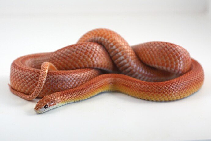 orange striped corn snake