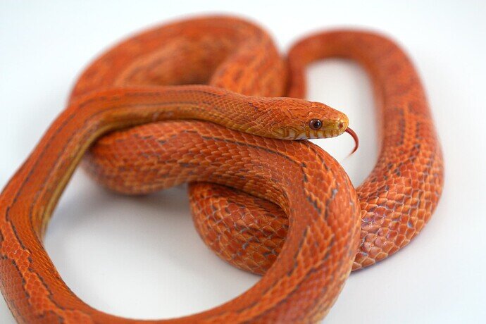 orange corn snake