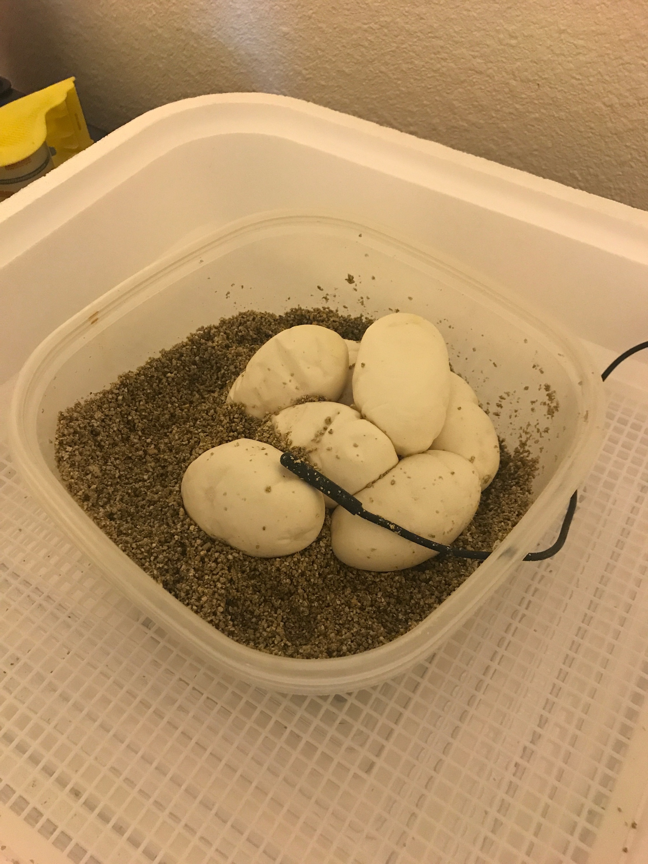 homemade incubator for ball python eggs