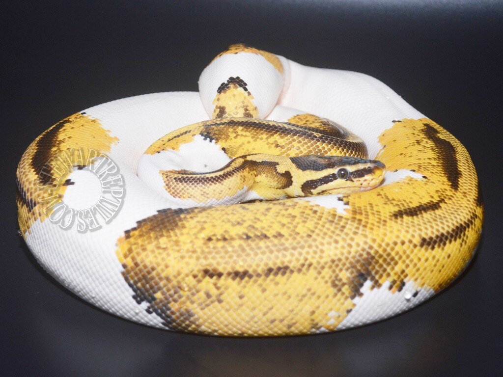 Pastel%20Yellow%20Belly%20Pied