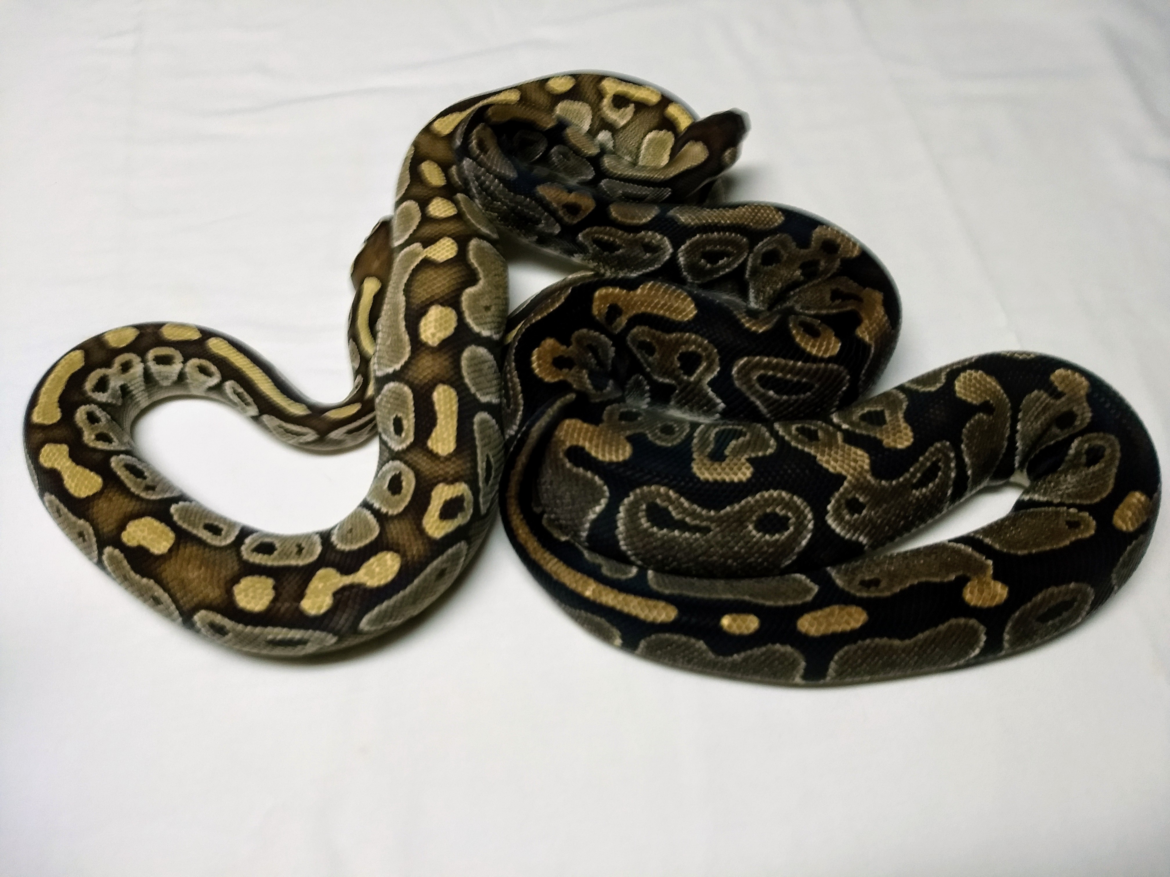 Lesser next to a Normal Ball Python By alpinereptiles