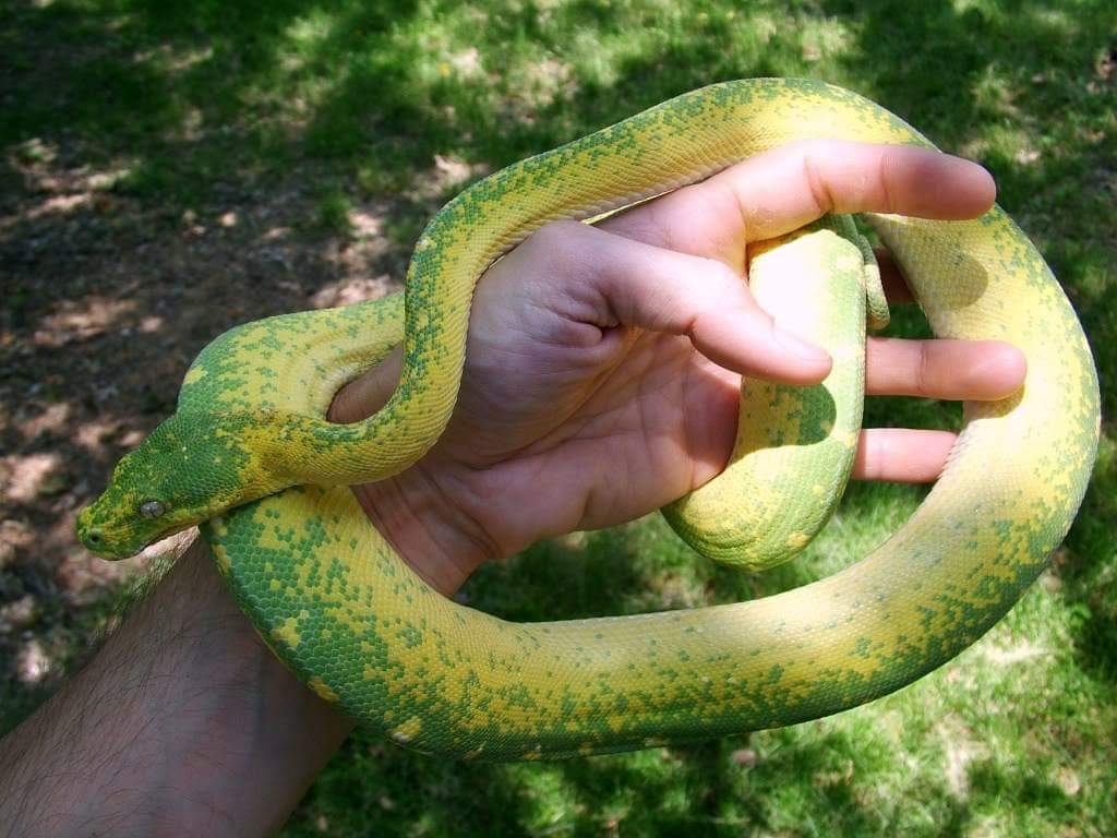 purple green tree python