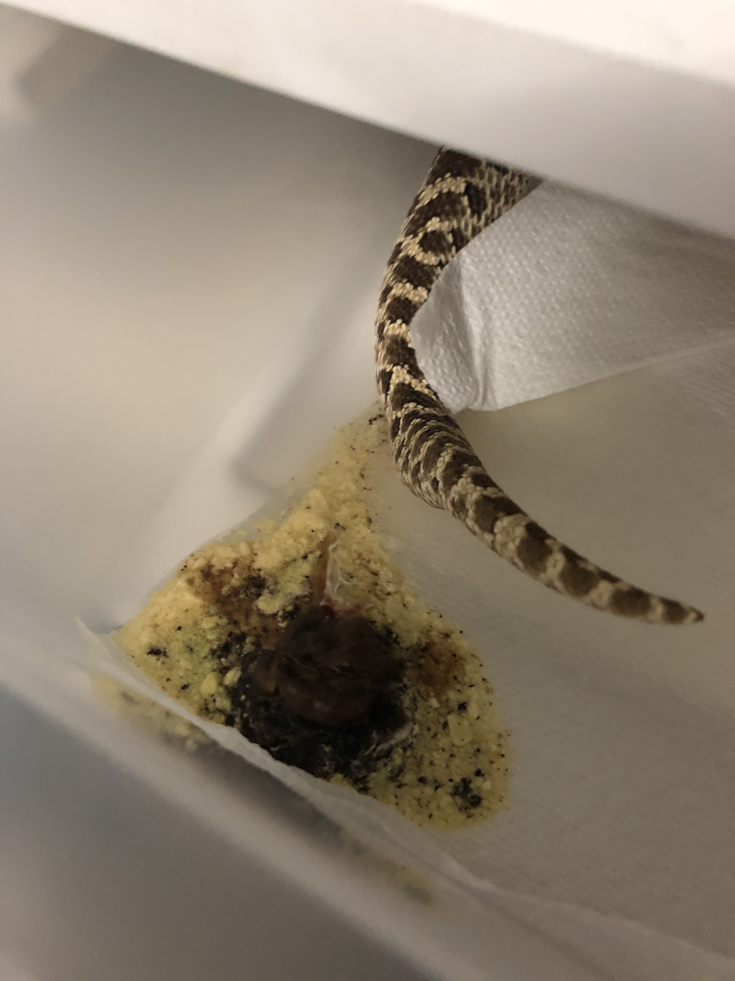 is-this-poop-normal-w-hognose-western-hognose-morphmarket