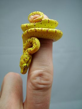 purple tree python