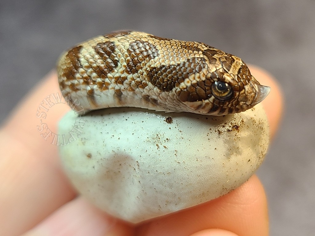 Baby hognose snake plays dead so well, baby