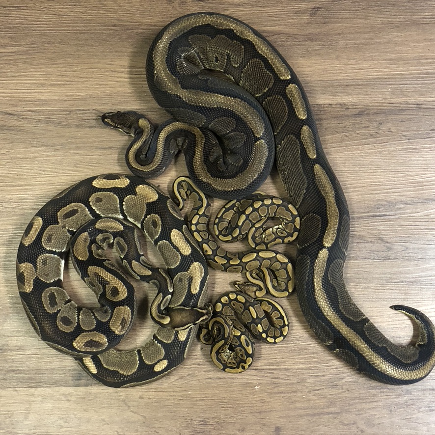 RedStripe (adult and hatchlings) next to a Normal Ball Python By Travis Wyman at Asplundii Genetics