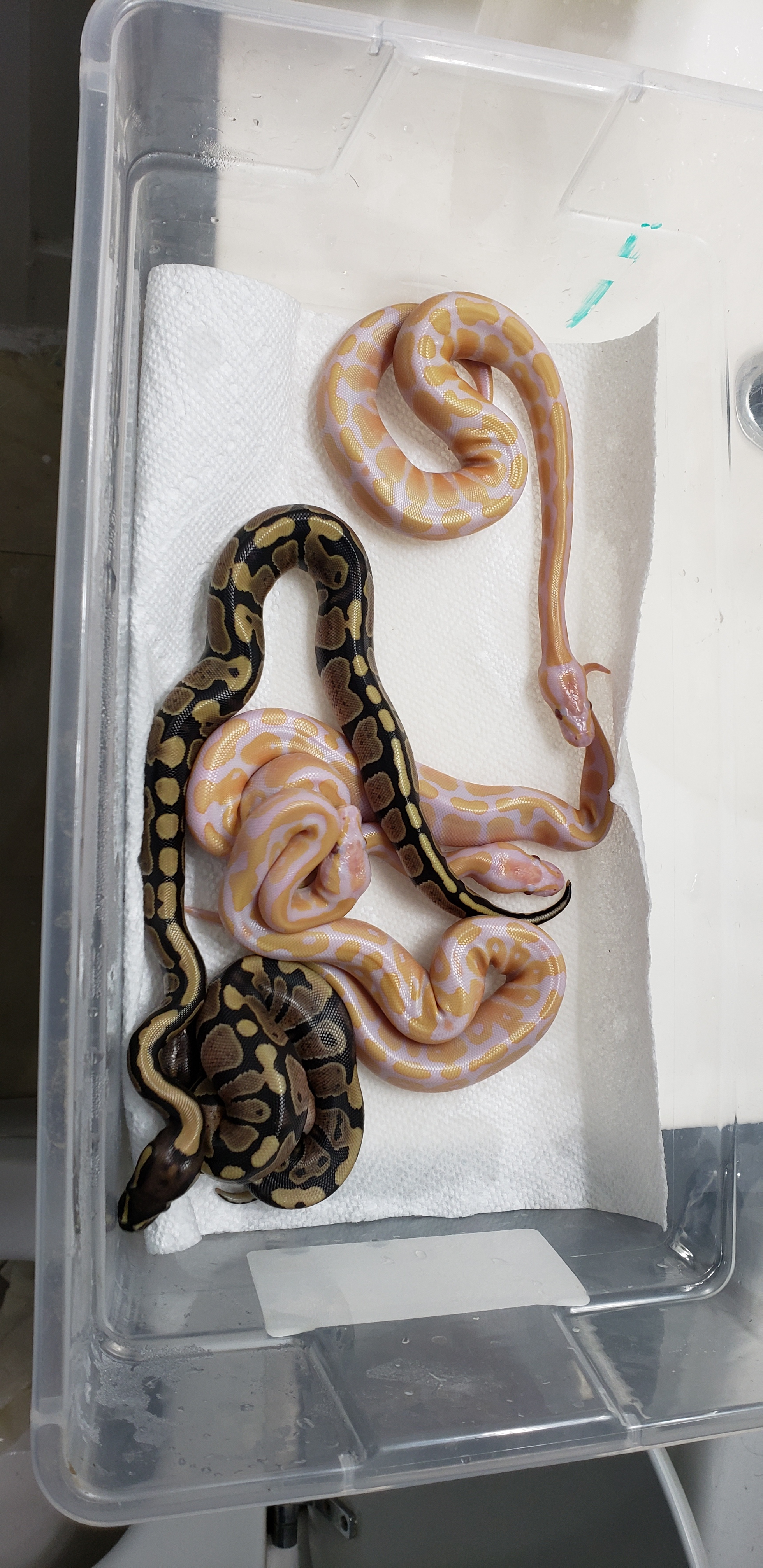 Lavender albinos - Ball Pythons - MorphMarket Reptile Community