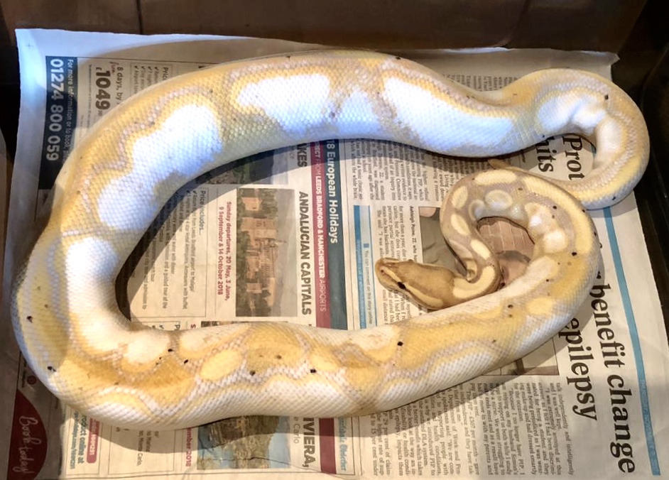 Ovulation in CG Calico Ball Pythons MorphMarket Reptile Community