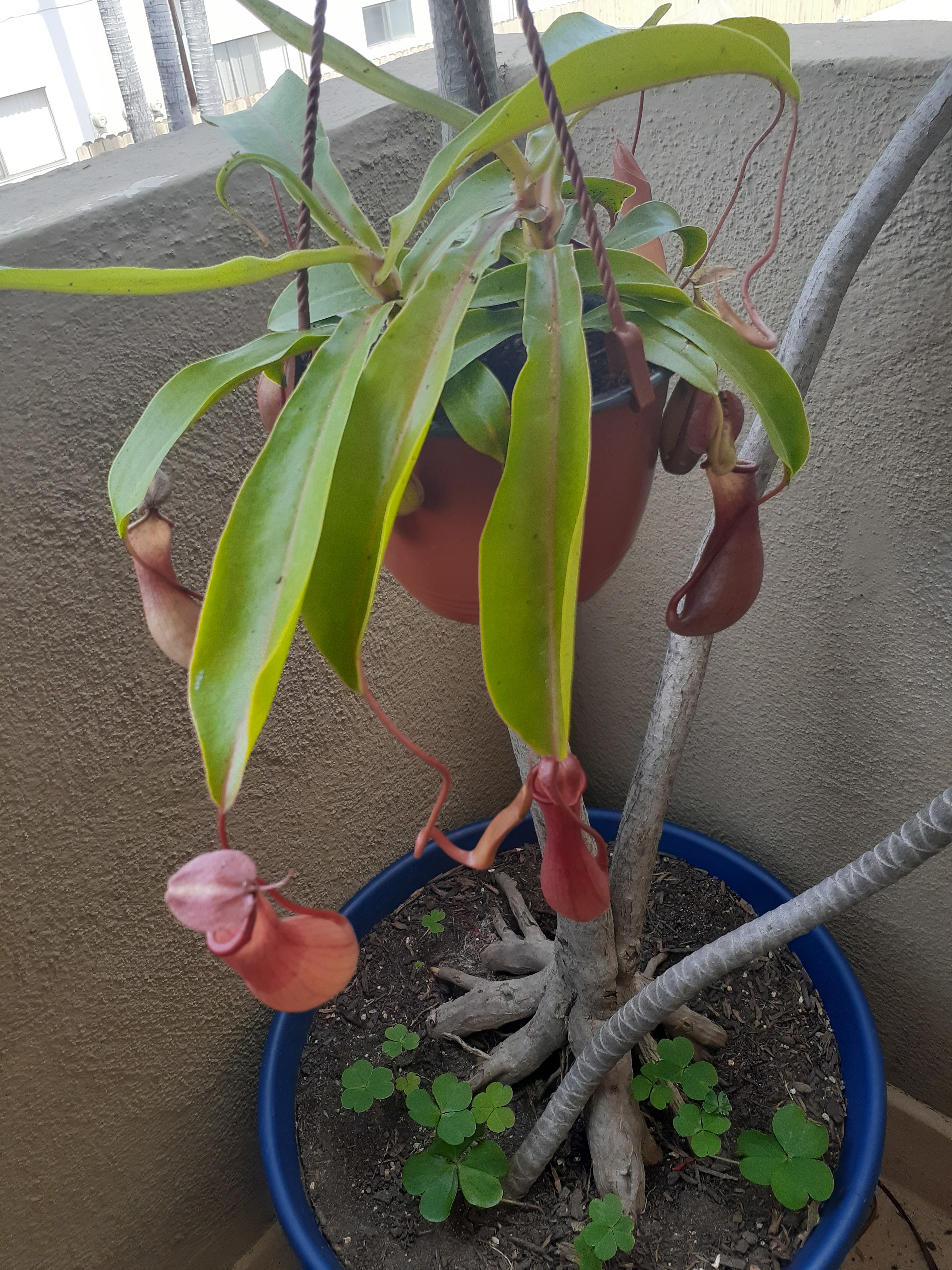 Pokemon in real life: Nepenthes-Victreebel