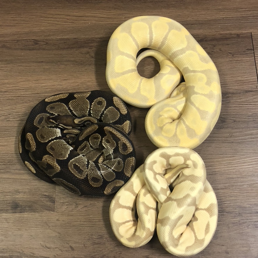 Candino and Candy Pastel next to a Normal Ball Python By Travis Wyman at Asplundii Genetics