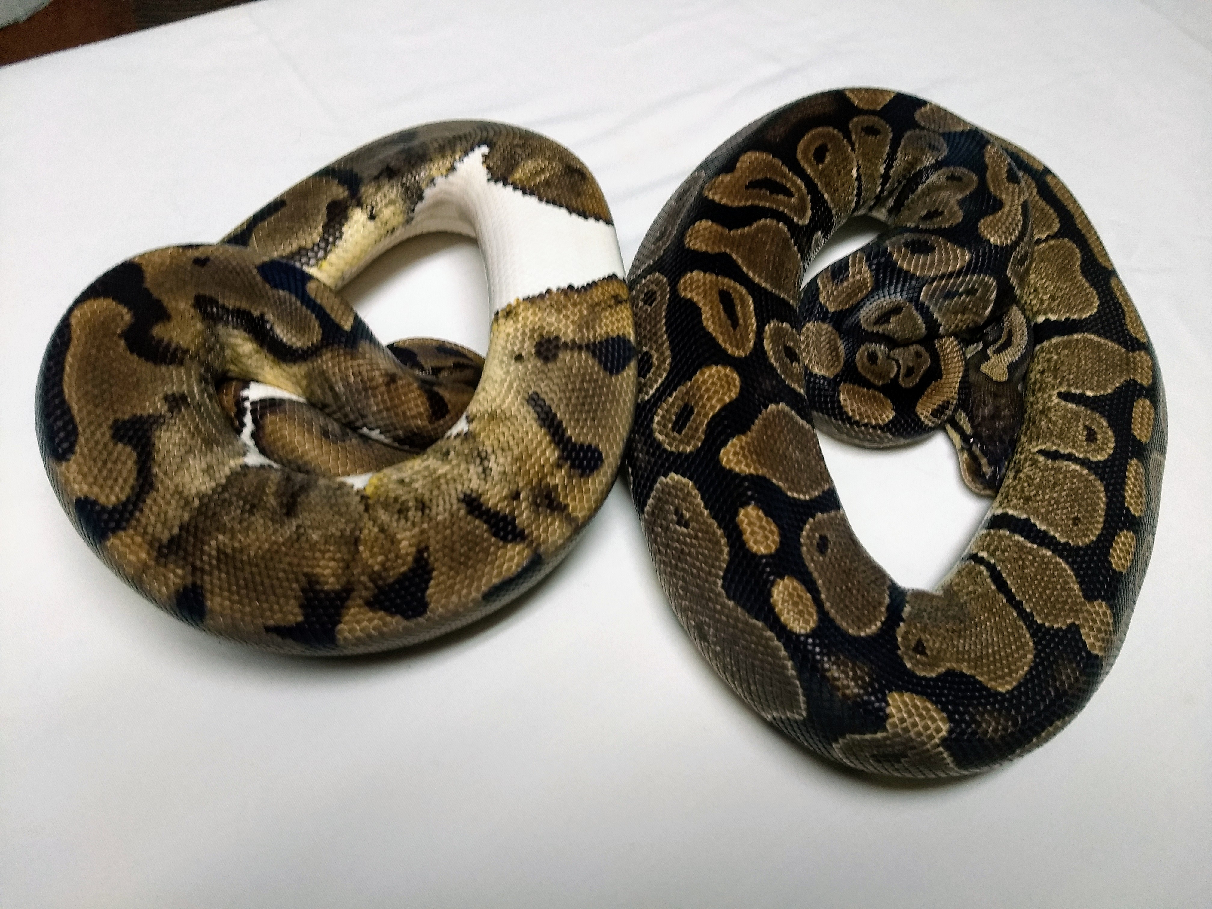 Piebald next to a Normal Ball Python By alpinereptiles