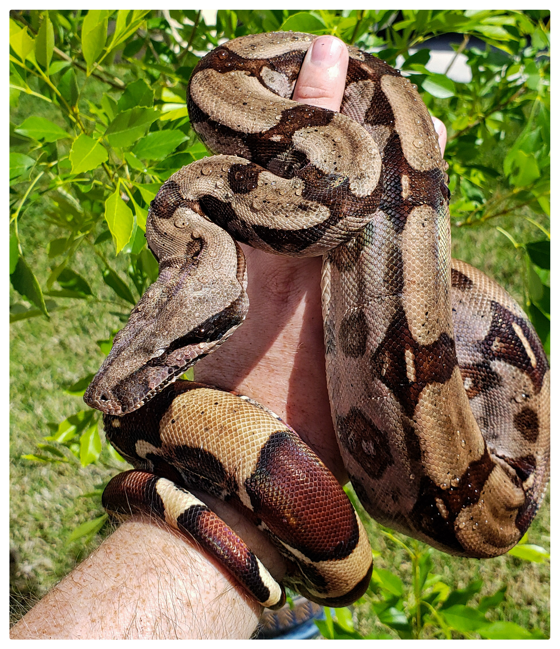 Boa Constrictor developing white spots in color? - Boa Constrictors -  MorphMarket Reptile Community