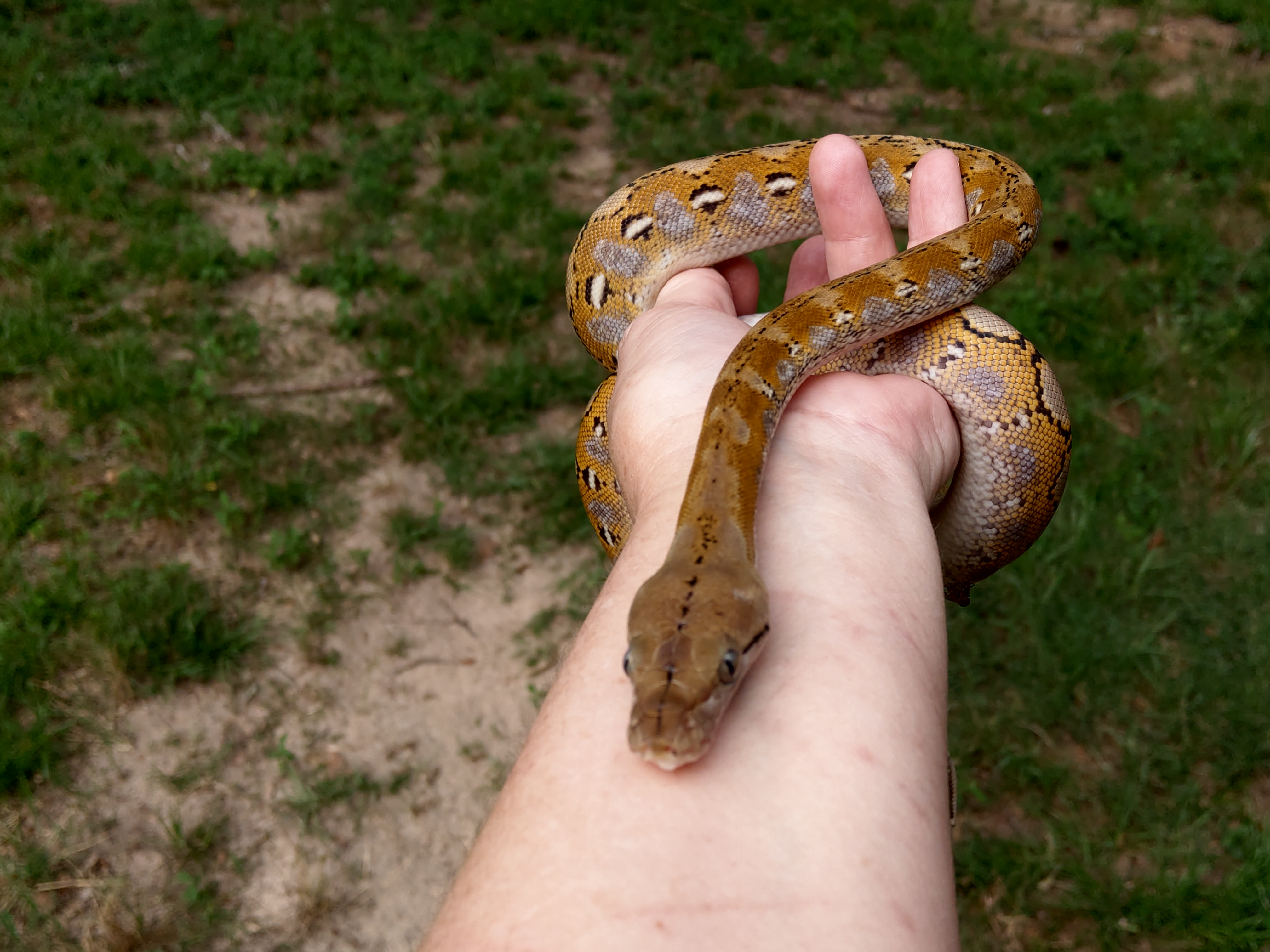 Super Dwarf Reticulated Python, The Best Pet Snake? 