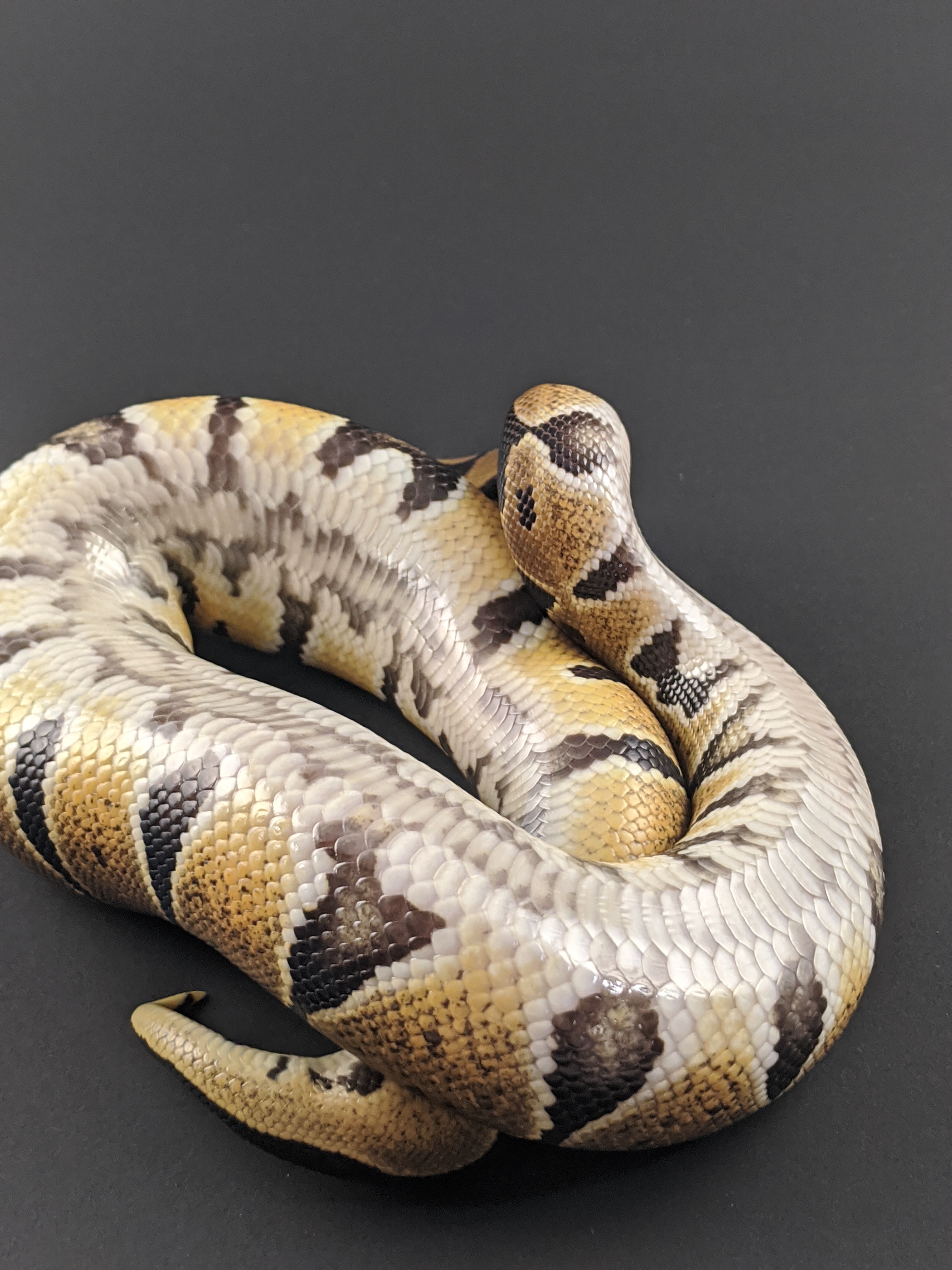 African imports ball pythons - Ball Pythons - MorphMarket Reptile Community