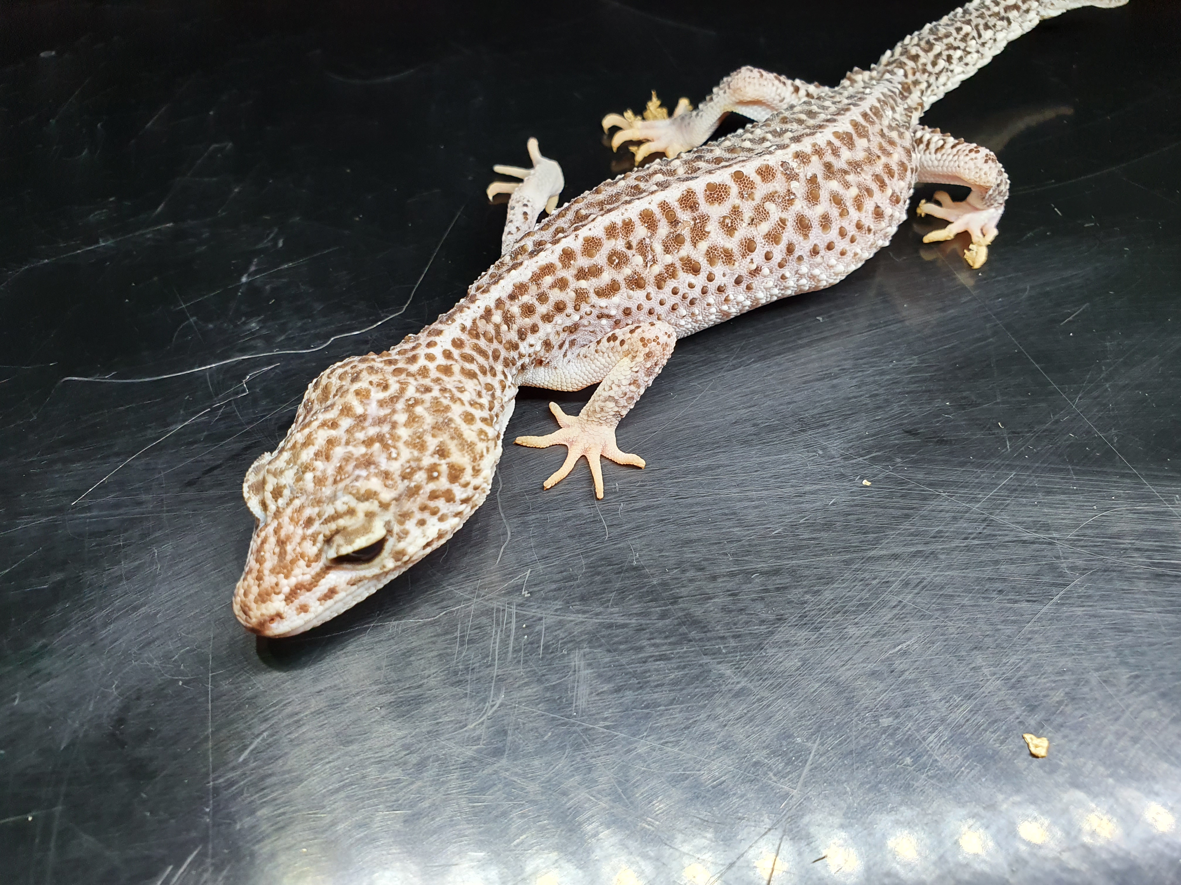 how do geckos breed