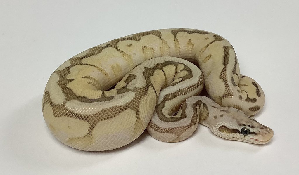 Pastel Lesser Woma Cypress Ball Python by BHB Reptiles