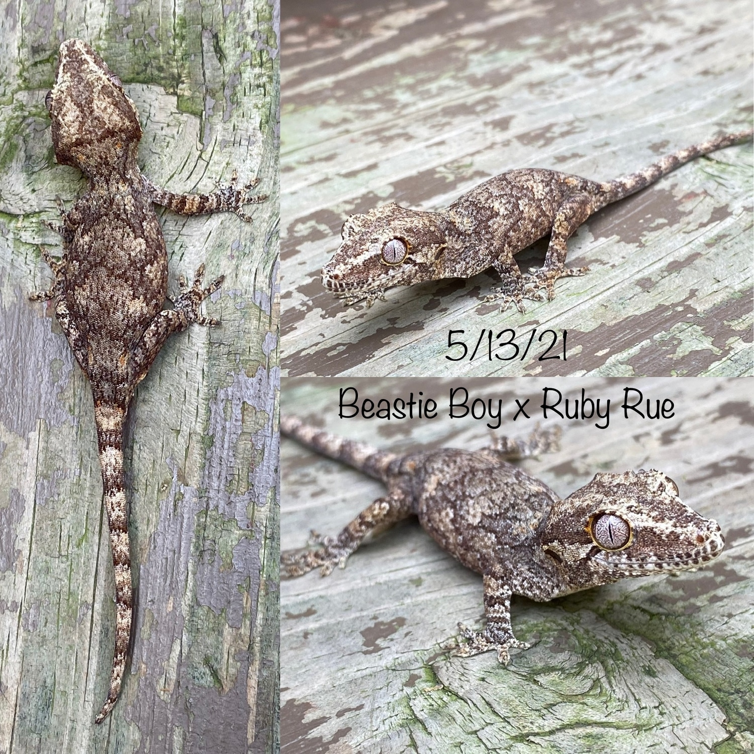 Beastie Boy X Rubi Rue Yellow Base Reticulated Orange Spot Gargoyle Gargoyle Gecko by Nature Nut Reptiles