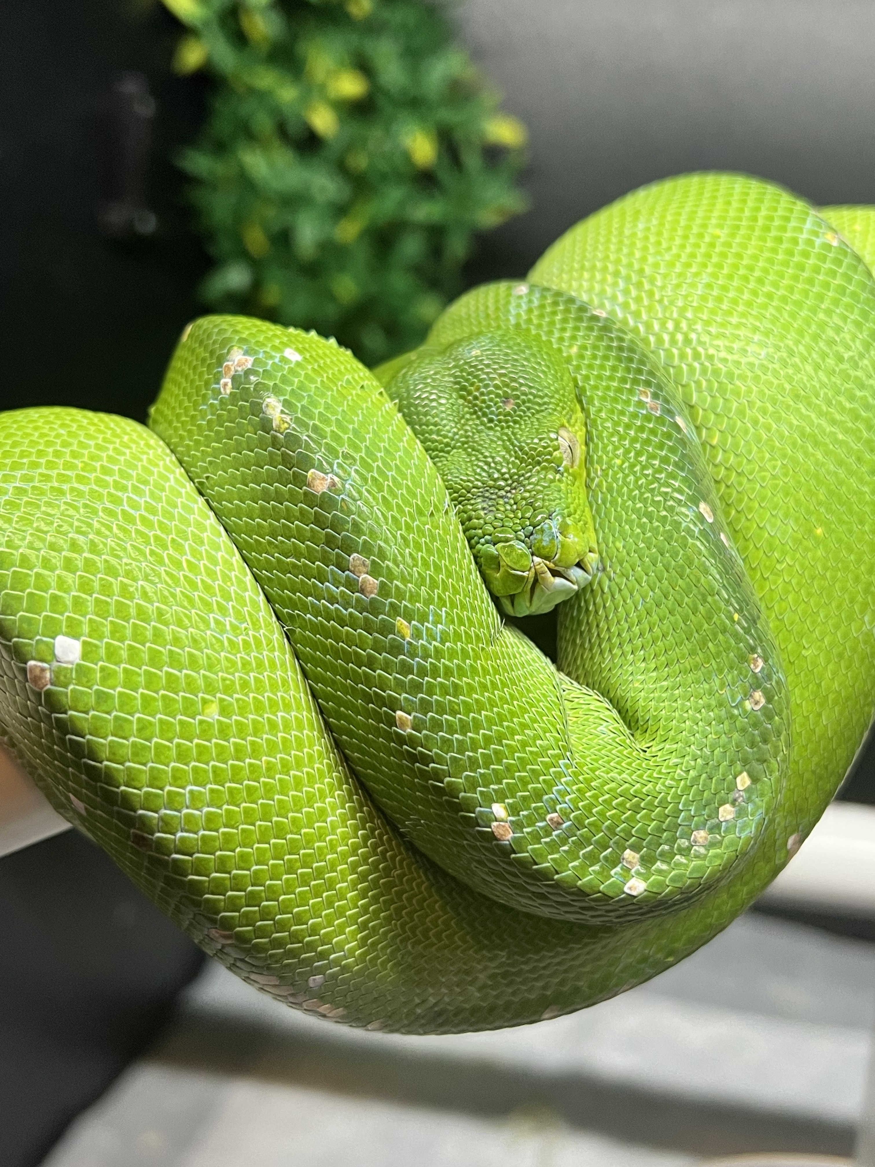 Aru Green Tree Python by T's Pythons