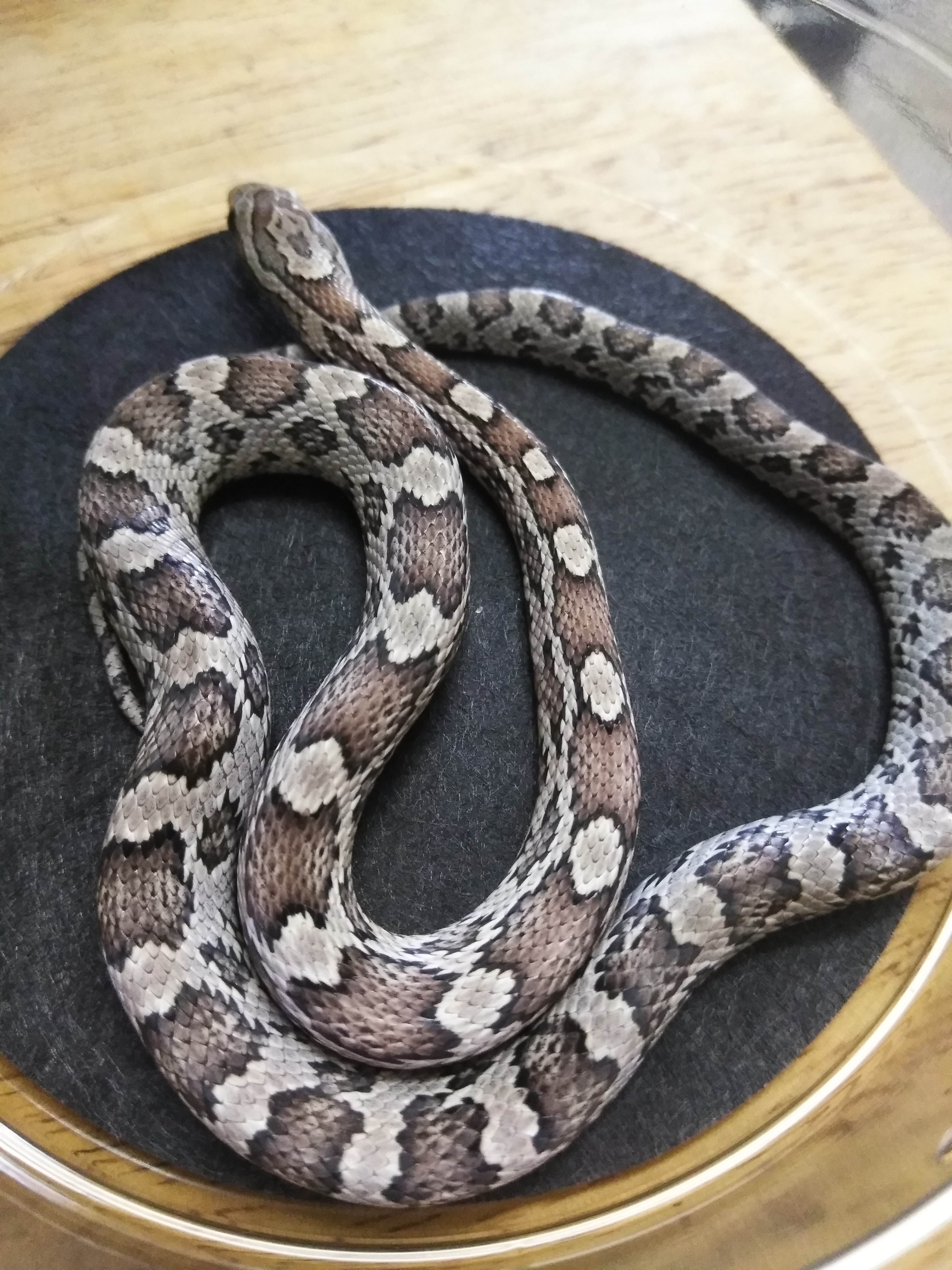 Anery Corn Snake by Blackheart Reptiles