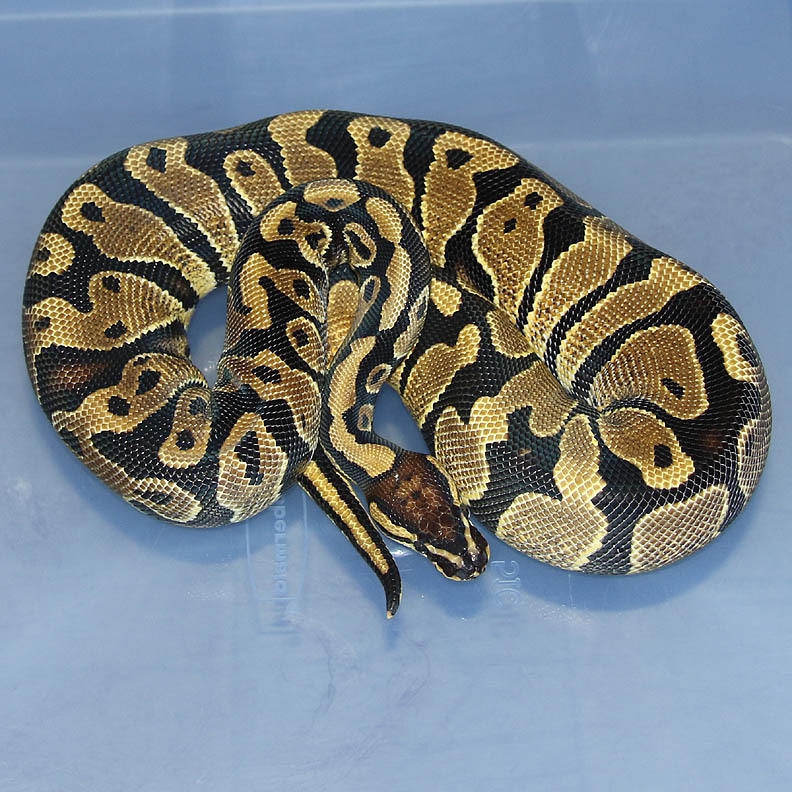 Gravel Ball Python by Corey Woods Reptile