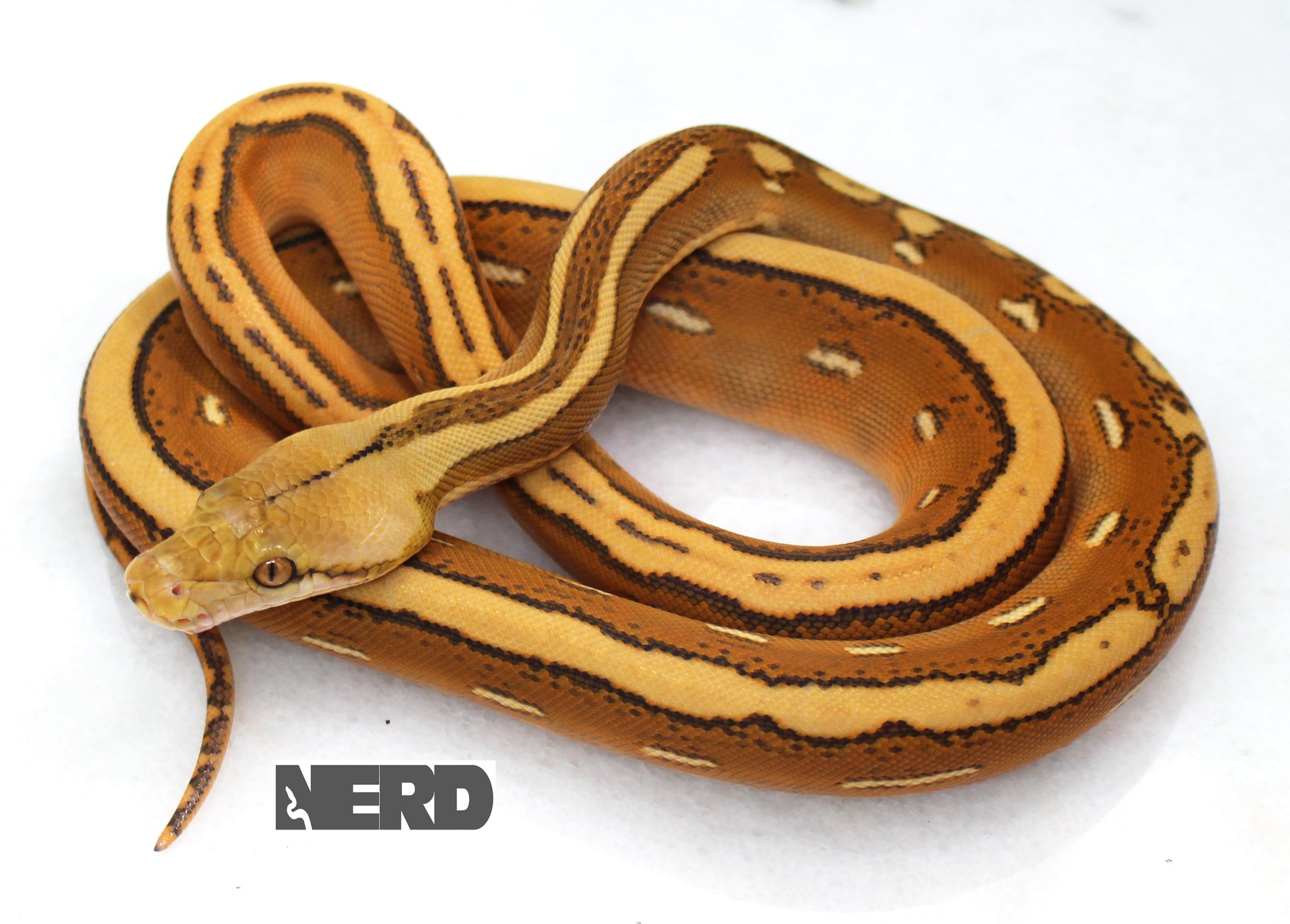 Orange Ghost Stripe Reticulated Python by New England Reptile Distributors