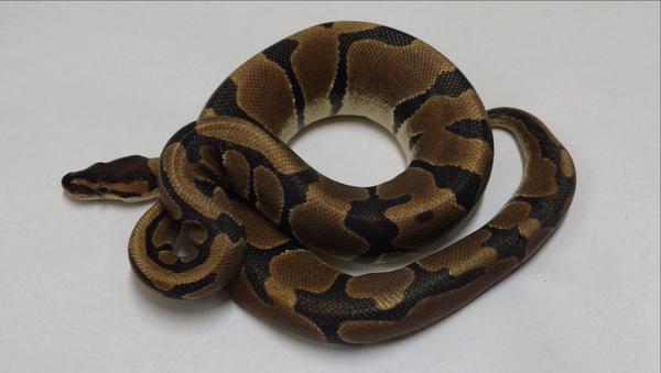 Krg Ball Python KRG - Ball Python Traits - Morphpedia