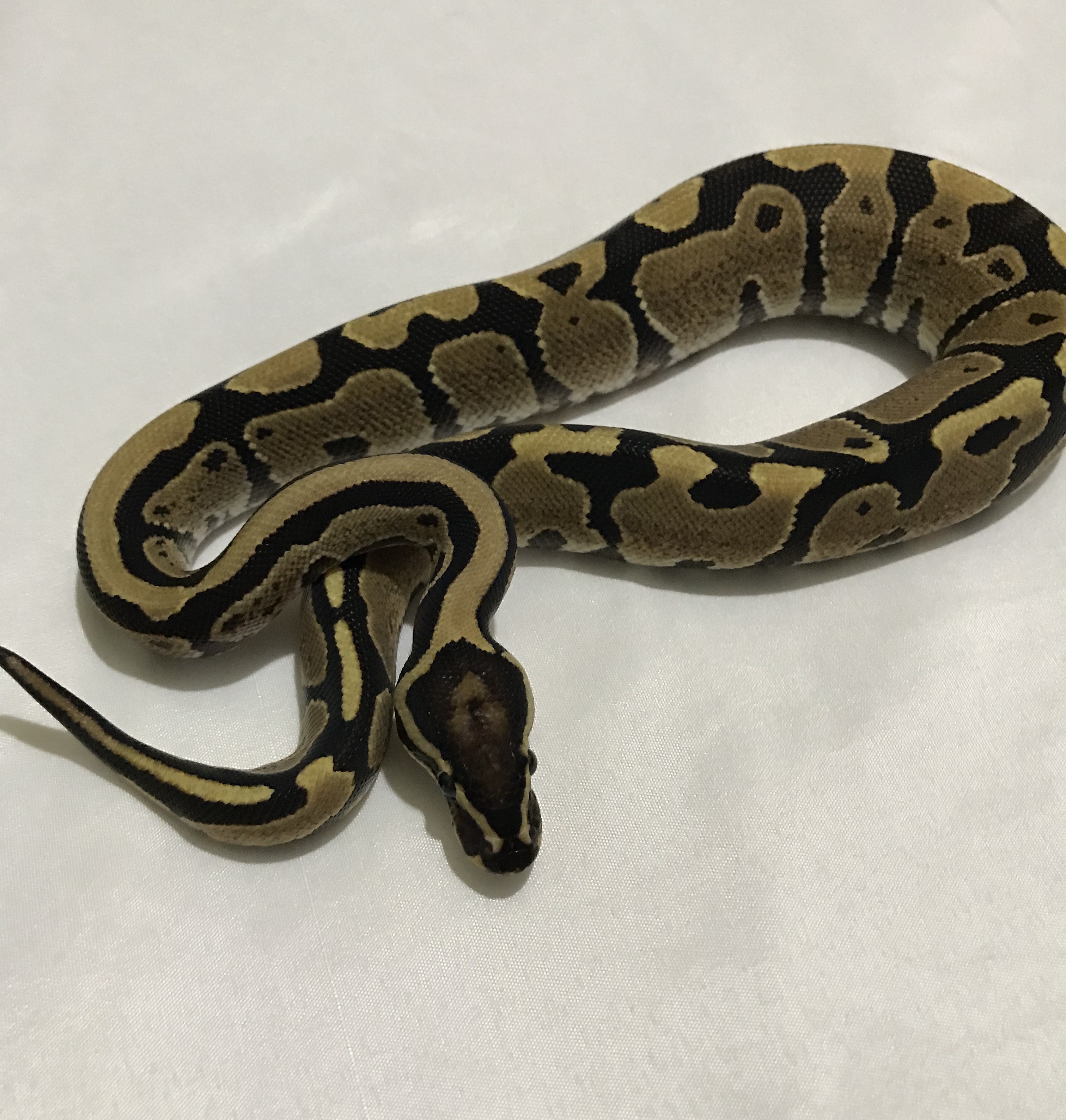 Sulfur Ball Python by From The Darkside