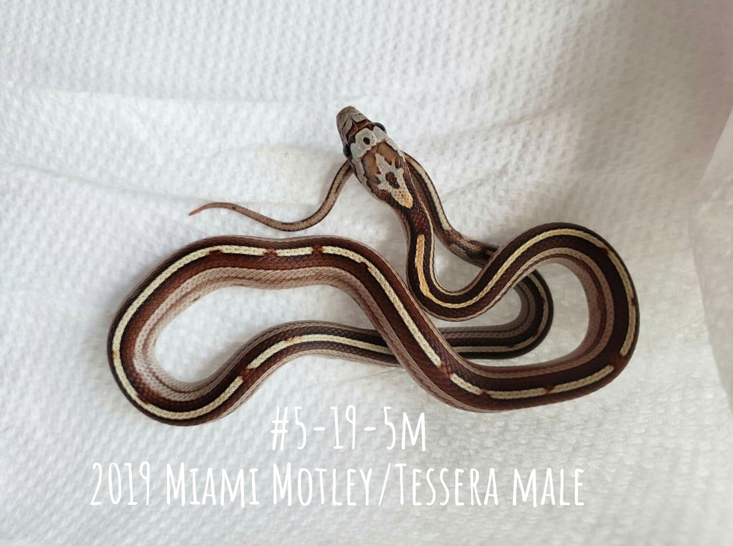 Miami Motley Tessera Corn Snake by ECW Reptiles