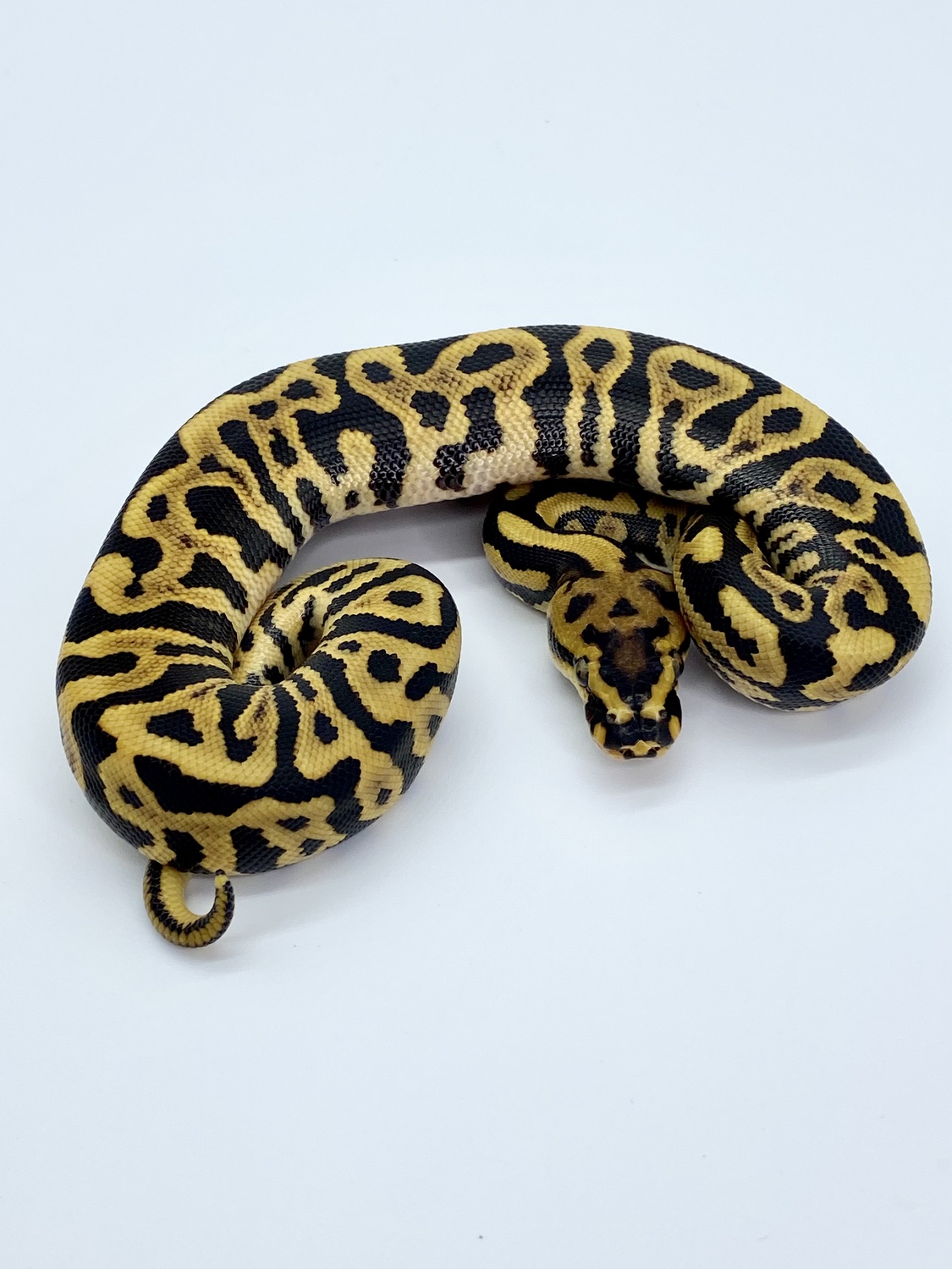Spotnose Leopard Yellowbelly Or Spark Het Clown Ball Python by Redline Pythons