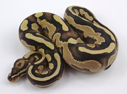 Fire Enchi and YBGravel male Vito