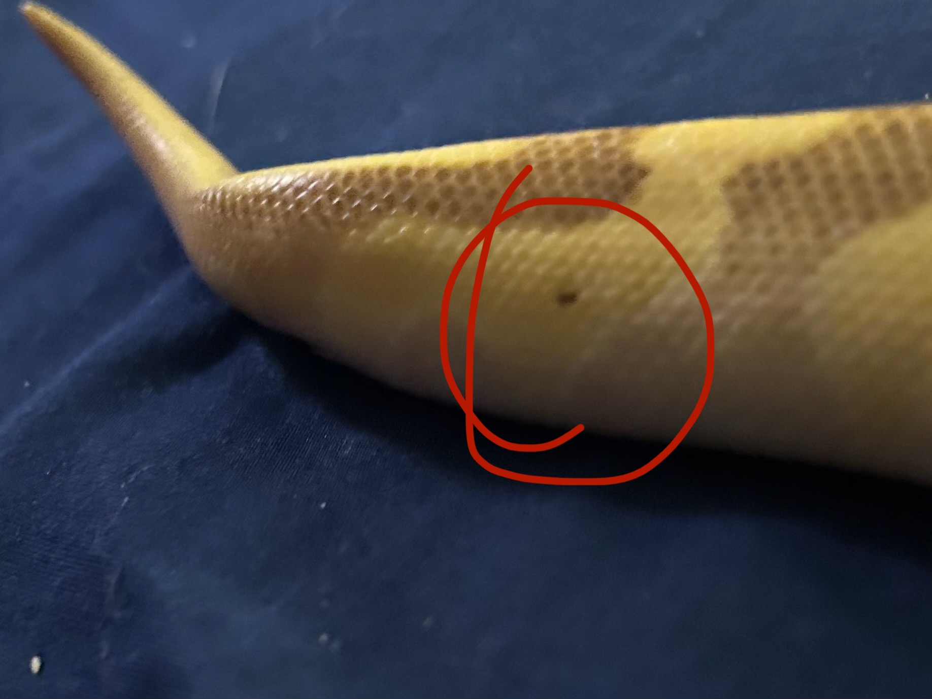 Is this scale rot or her pattern? - Ball Pythons - MorphMarket Reptile ...