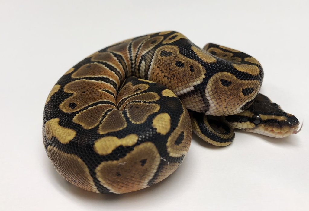 Special Ball Python by BHB Reptiles