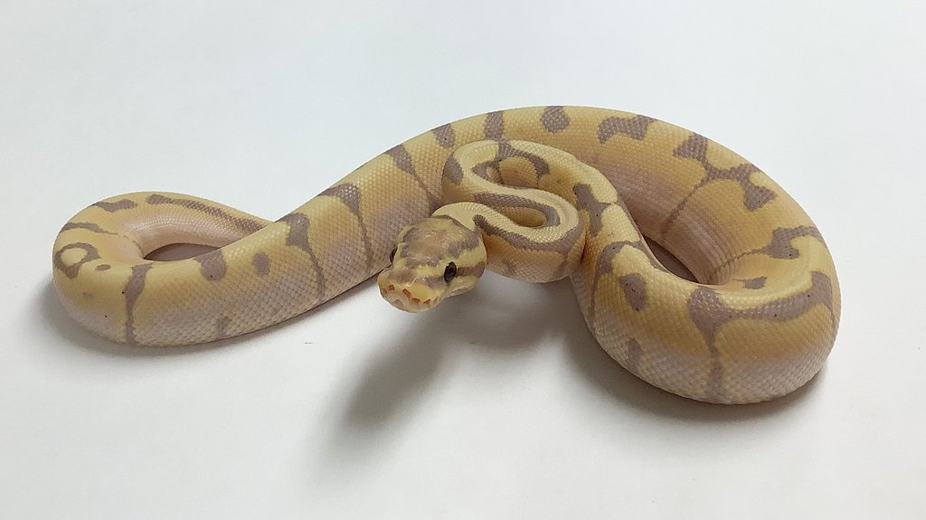Banana Cinnamon Woma Enchi Ball Python by BHB Reptiles