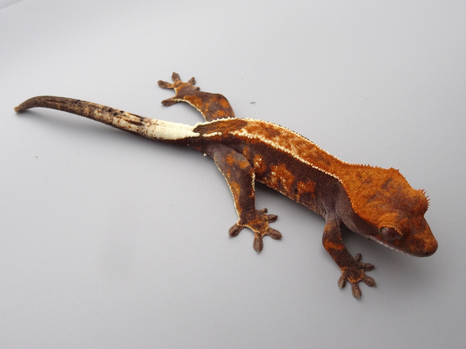 Cappuchino - Harlequin Pinstripe Crested Gecko by ExtremeCresties
