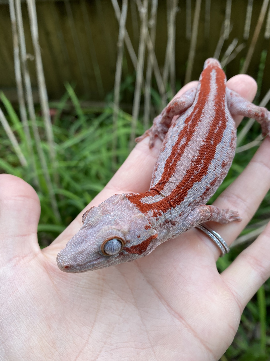 Red Stripe Gargoyle Gecko by Cosmic Exotics