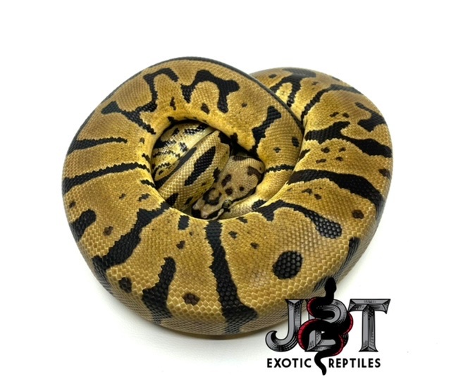 Static Spotnose Ball Python by Jbt Exotic Reptiles