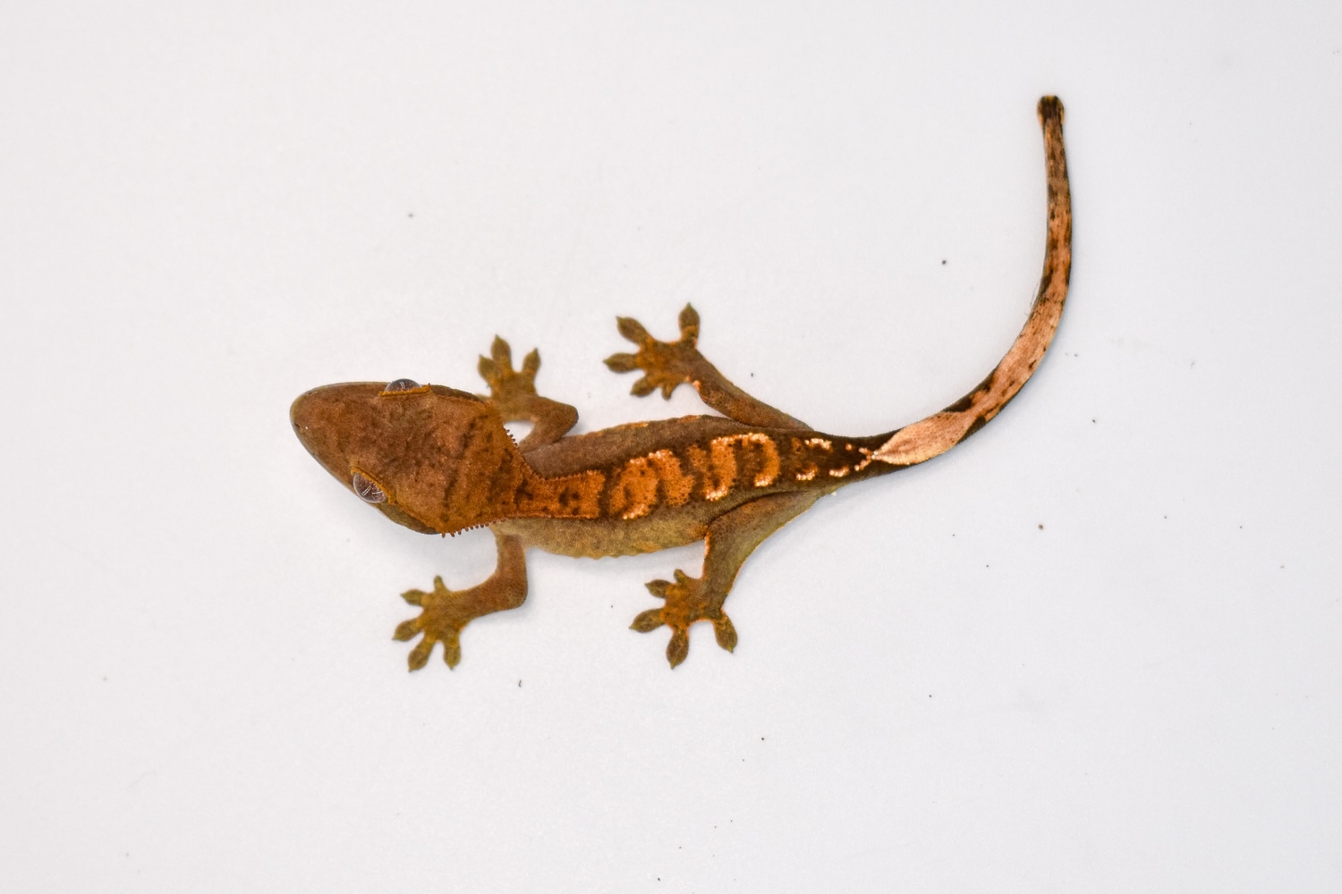 Orange Harlequin Crested Gecko by Rhac N Roll