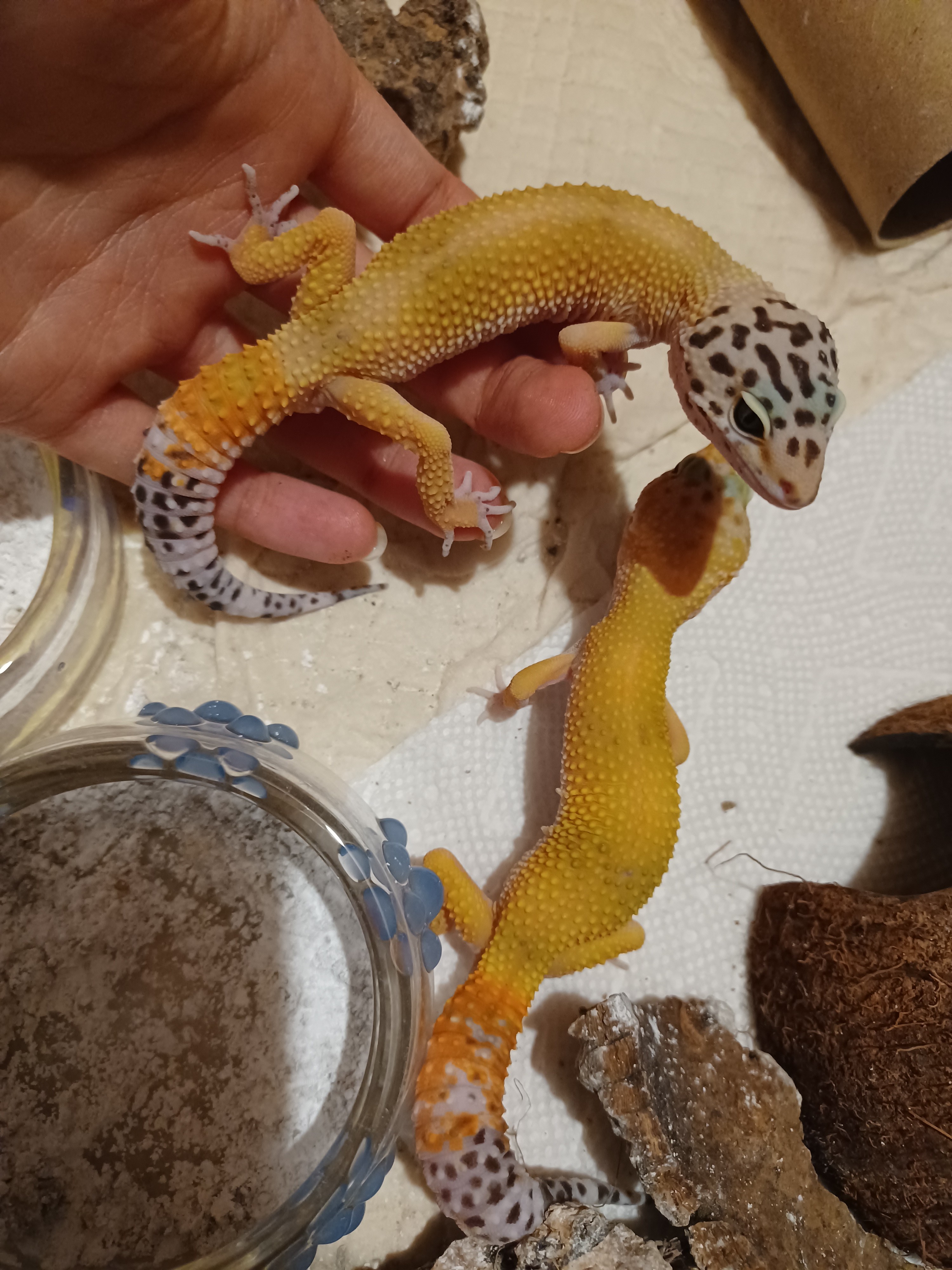 Baby Carrot Tail Leopard Gecko by Queen of Dragons