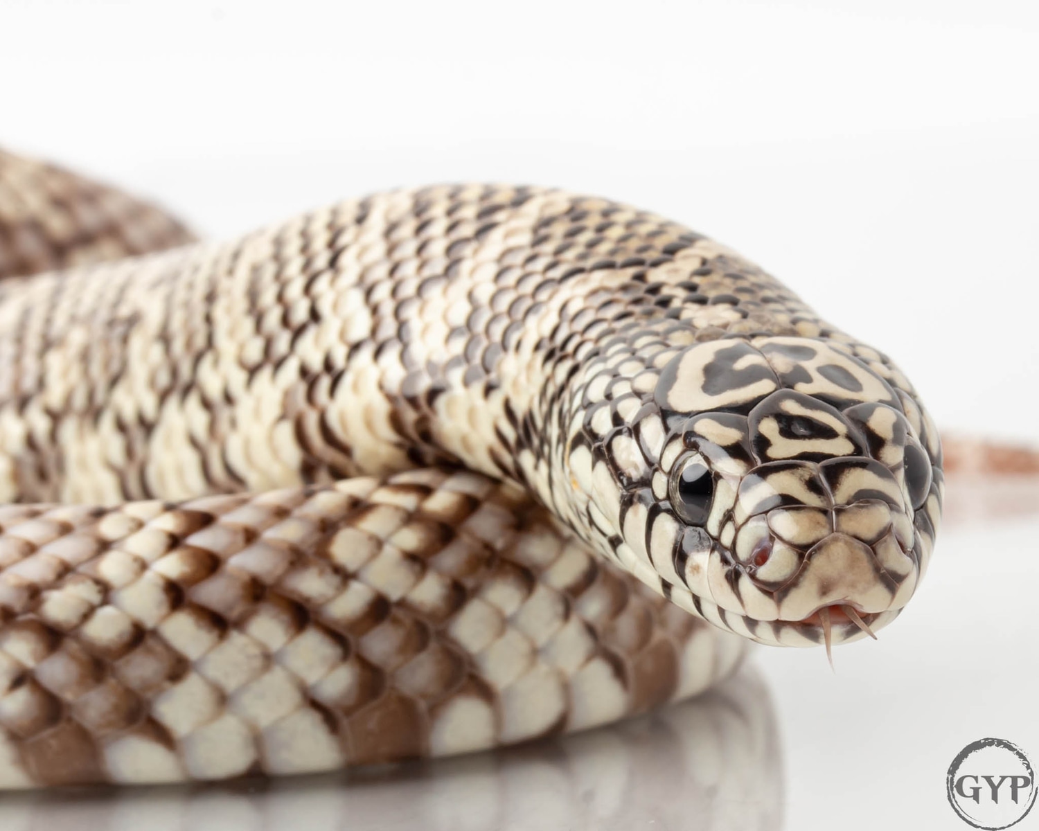 Anery Florida Kingsnake by Gopher Your Pet