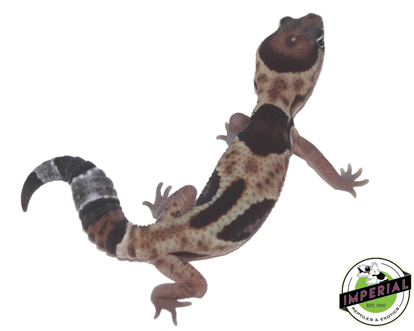 Jungle "Aberrant African Fat-Tailed Gecko by Imperial Reptiles & Exotics, LLC