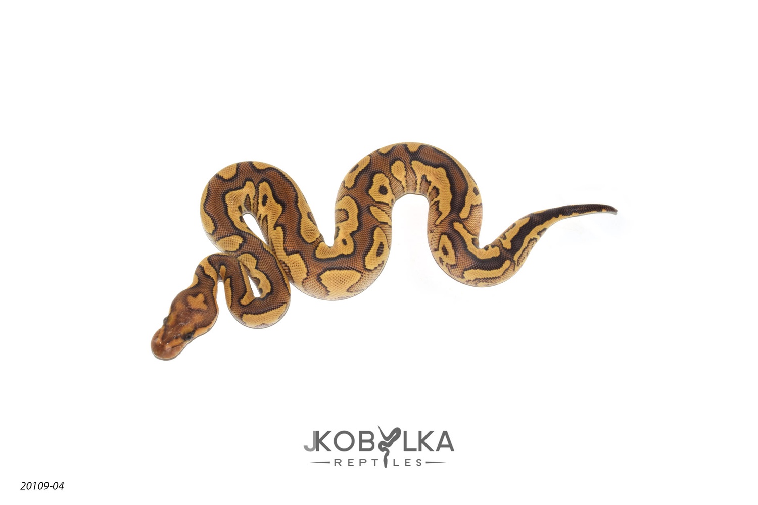Redstripe Mojave YB Clown 50% Het Hypo Ball Python by J. Kobylka Reptiles