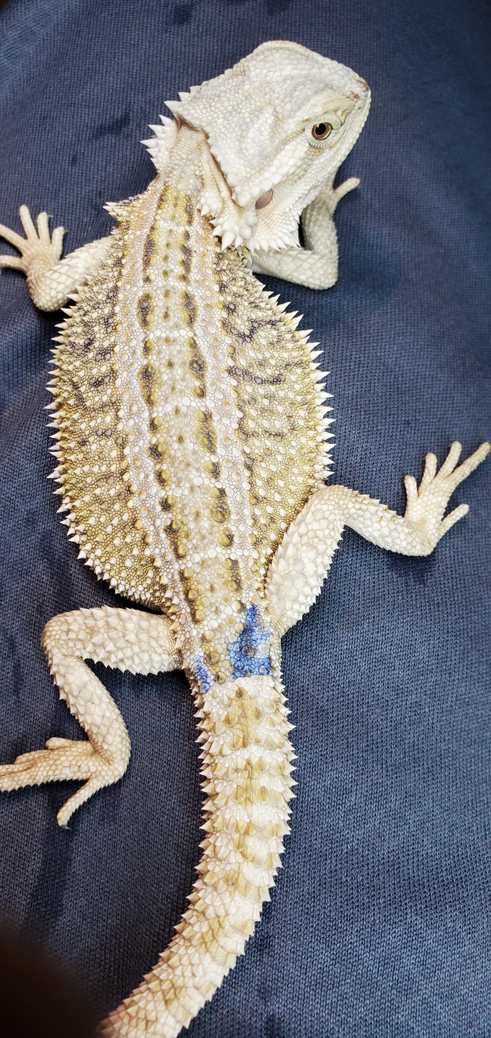 Hypo White Genetic Stripe Central Bearded Dragon by Scales Unlimited