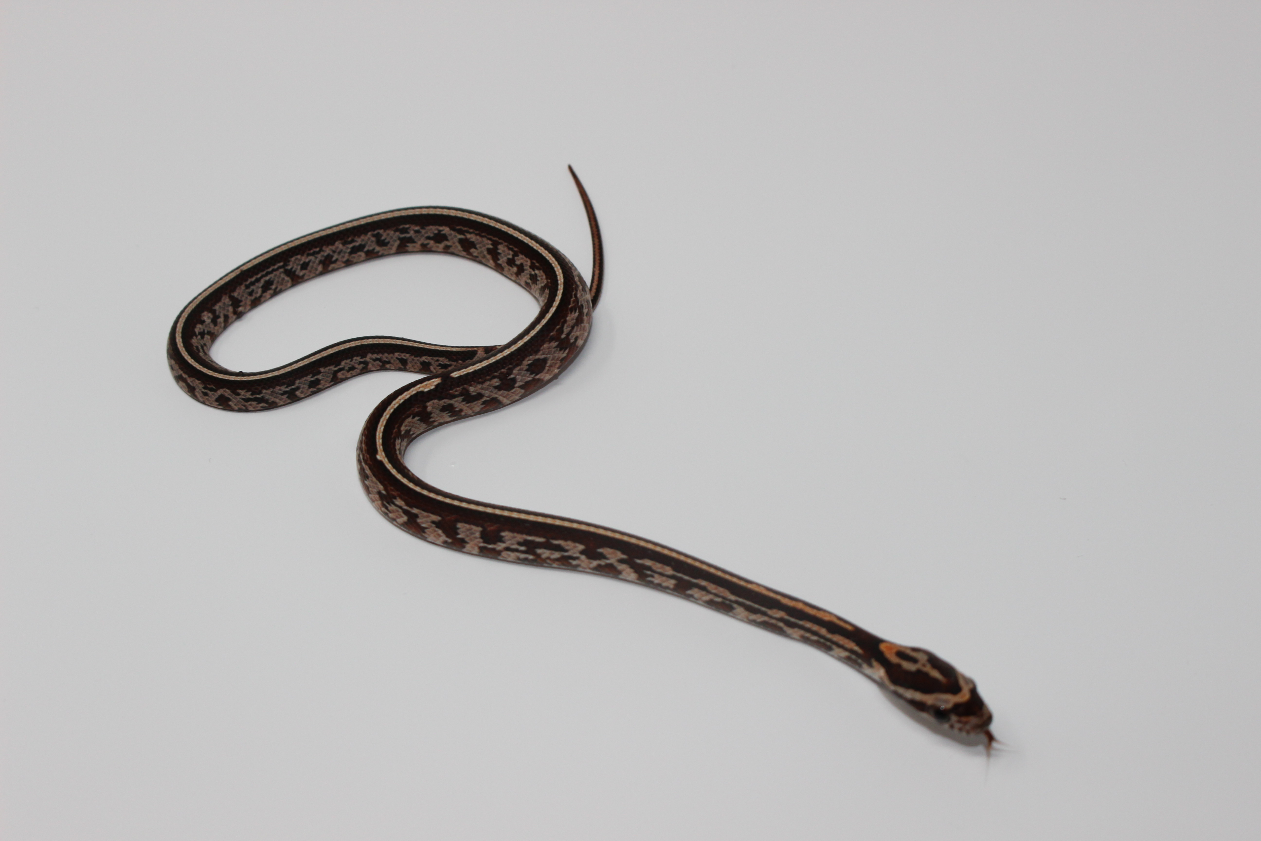 Tessera Corn Snake by Imperial Reptiles & Exotics, LLC