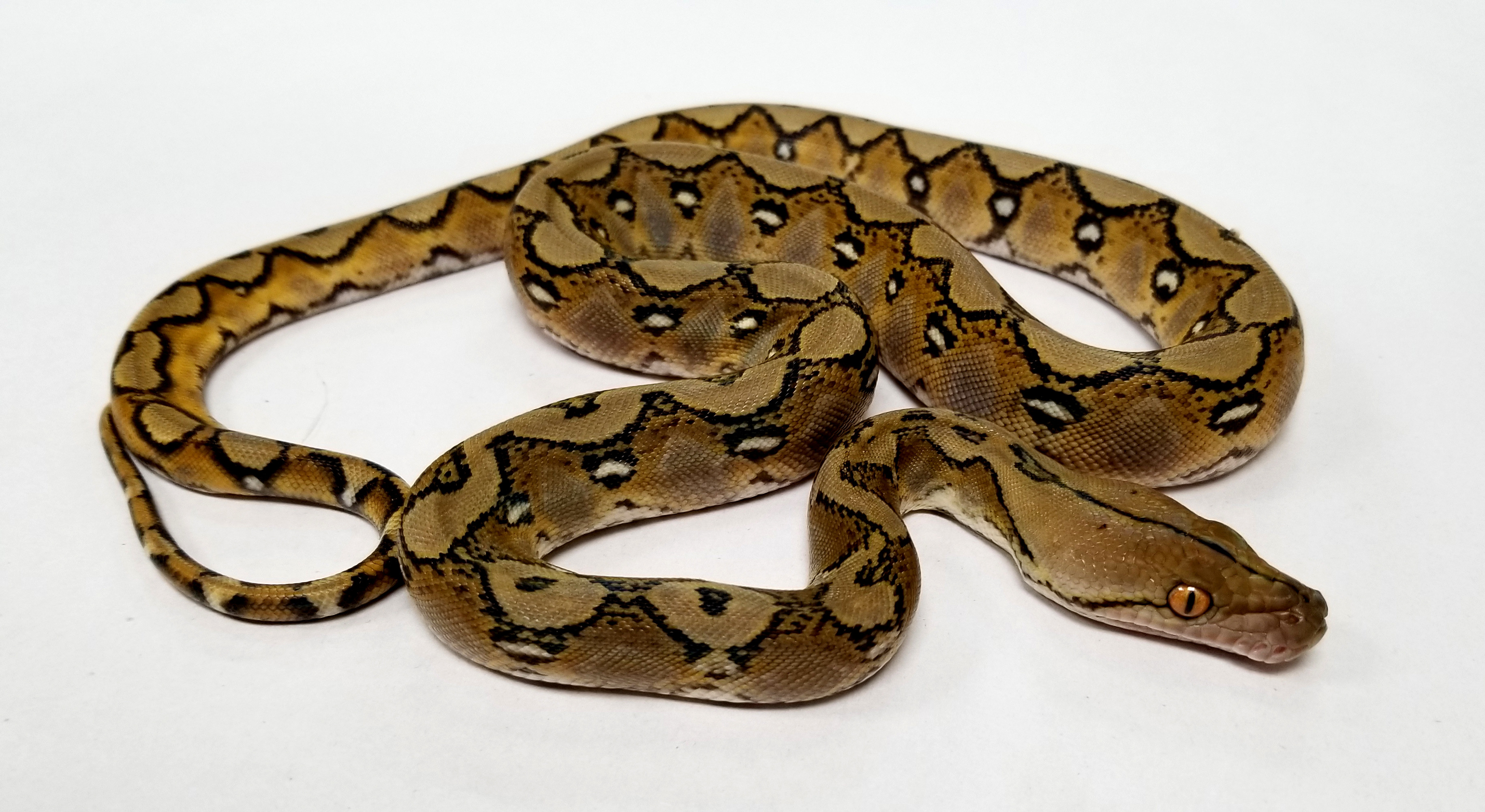 Sunfire Reticulated Python by Prehistoric Pets