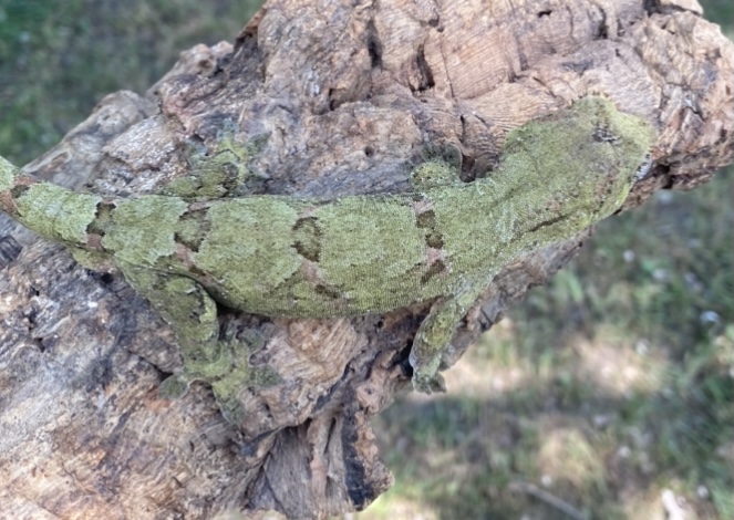 PI Chahoua Gecko by Rhactastic Rhacs