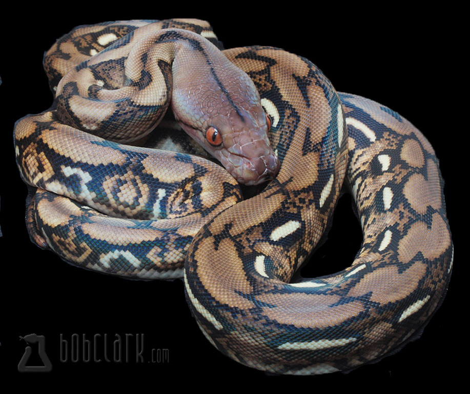 Tiger Reticulated Python by Bob Clark Reptiles