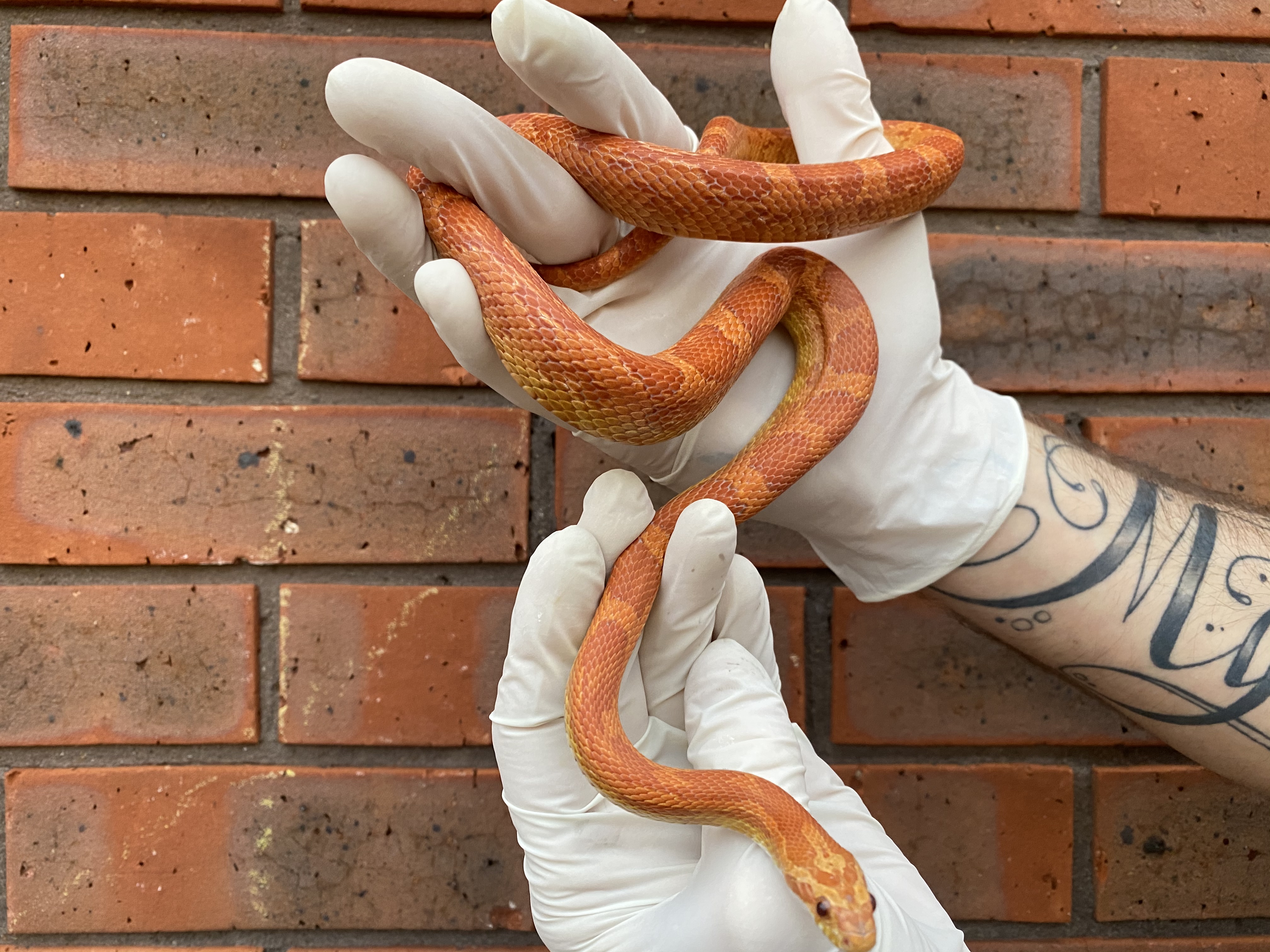 Hypo Corn Snake by Crystal Palace Reptiles