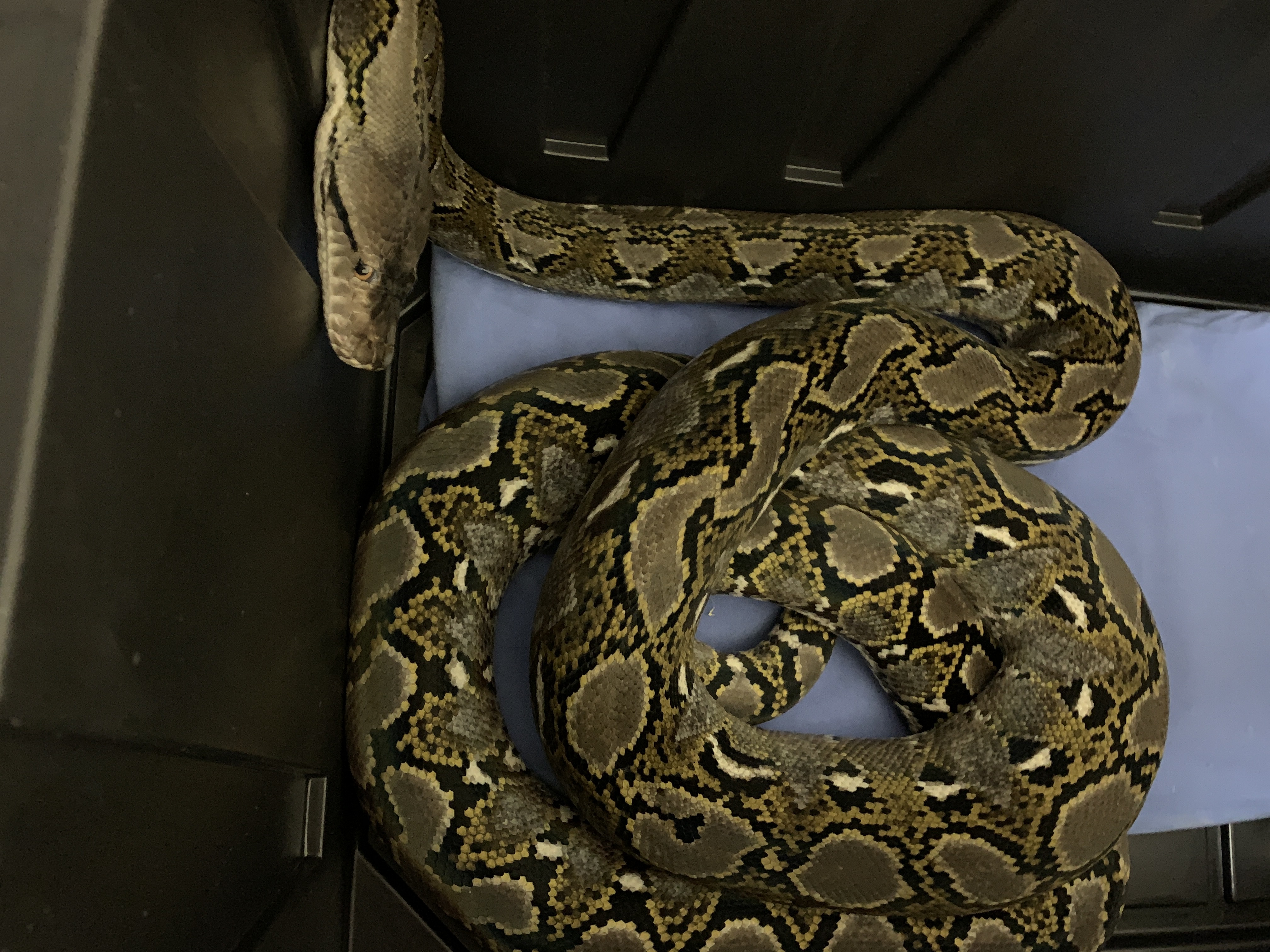 Sunfire Reticulated Python by Colossal Reptiles, LLC