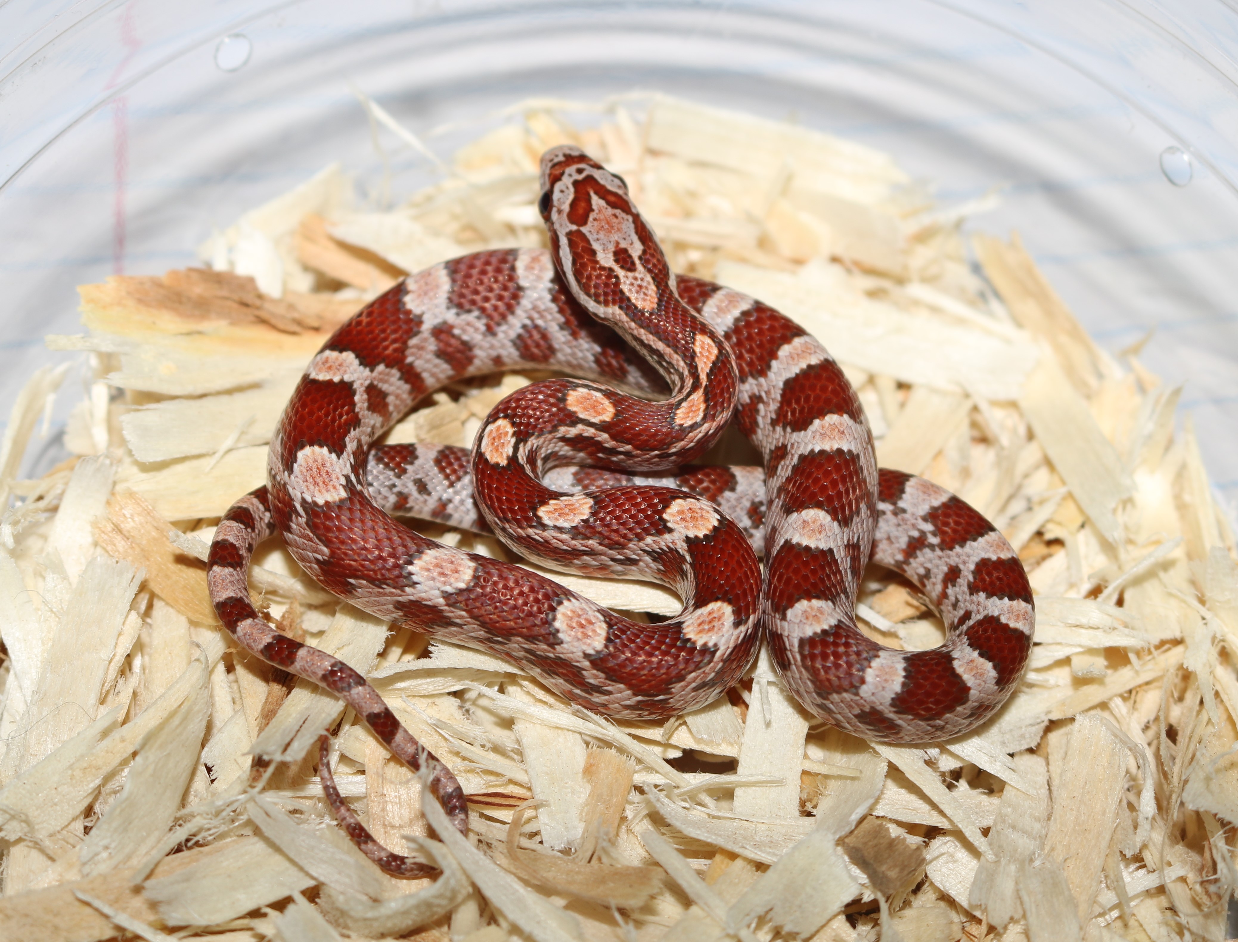 Hypo Corn Snake by Wards World Of Reptile Propagation