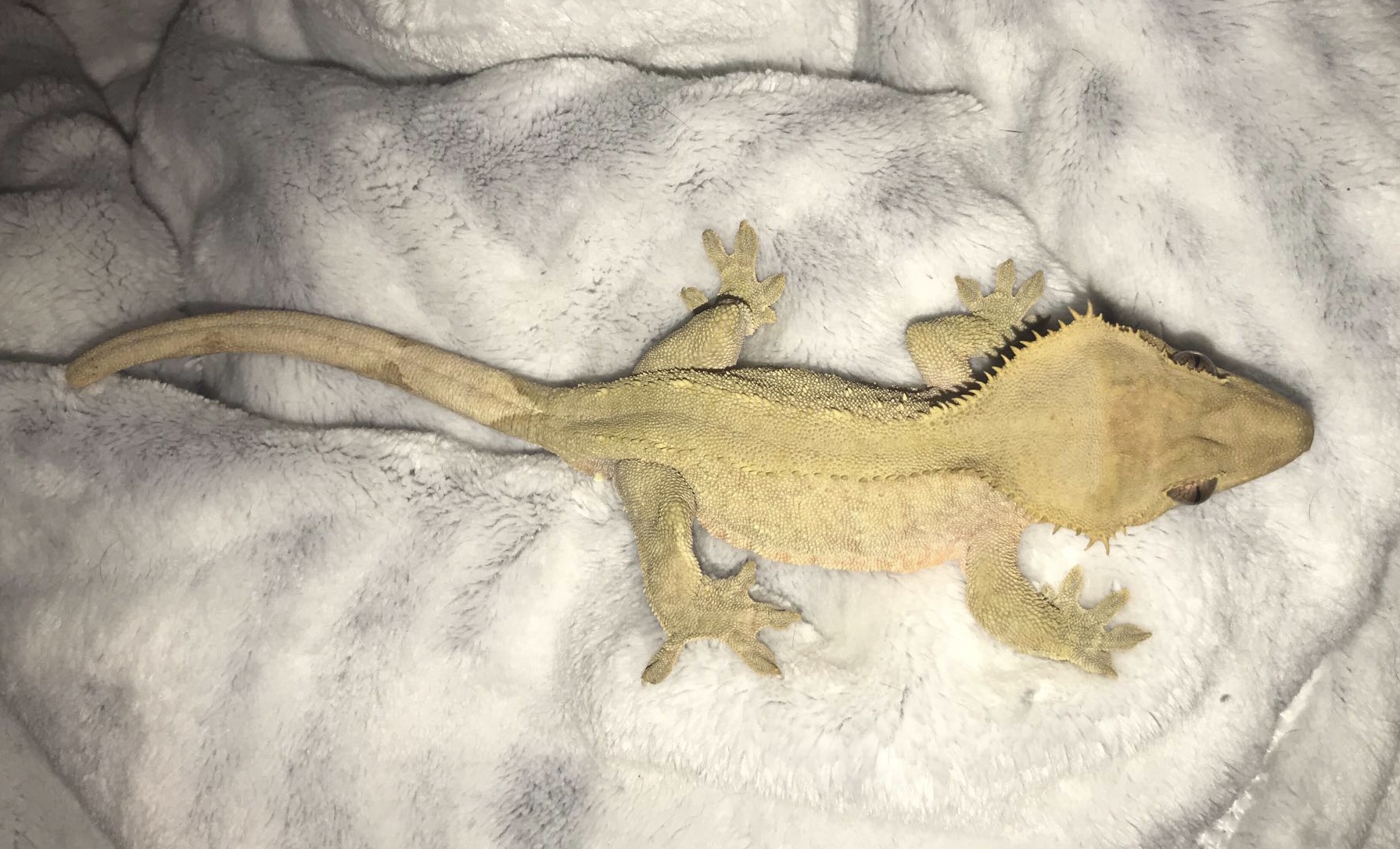 Patternless Crested Gecko by Sword  Scale Geckos